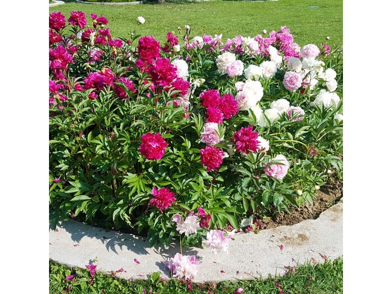 Touch Of ECO Mixed Peonies - Choose Qty - Image 1