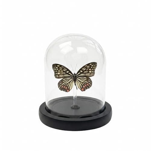 Real Taxidermy Butterfly Specimen hestina assimilis Shadow Box, Butterfly Gifts for Women Girls with Glass Cover, Butterfly Decor for Bedroom Office Living Room Desk - Image 1