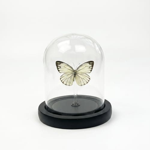 Real Taxidermy Butterfly Specimen Cepora Nadina Shadow Box, Butterfly Gifts for Women Girls with Glass Cover, Butterfly Decor for Bedroom Office Living Room Desk 