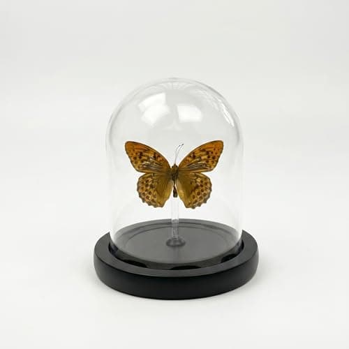 Real Taxidermy Butterfly Specimen Leopard Butterfly Shadow Box, Butterfly Gifts for Women Girls with Glass Cover, Butterfly Decor for Bedroom Office Living Room Desk 