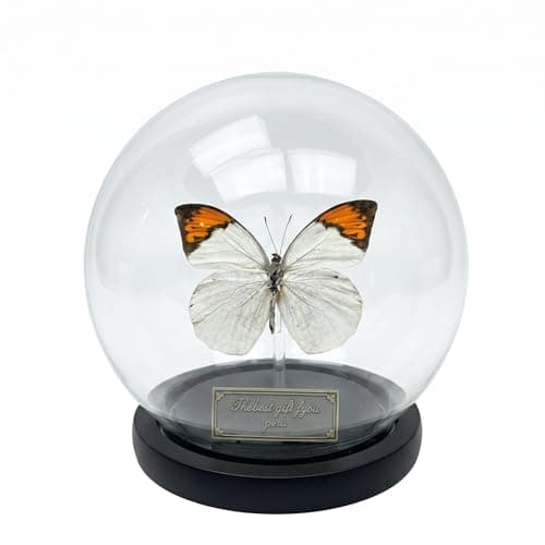 Wugakio Glass Taxidermy Butterfly Specimen Shadow Box, Butterfly Gifts for Women Girls with Glass Cover, Butterfly Decor for Bedroom Office Living Room Desk (Hebomoia glaucippe-1)
