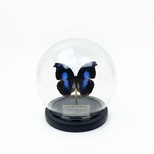 Wugakio Glass Taxidermy Butterfly Specimen Shadow Box, Butterfly Gifts for Women Girls with Glass Cover, Butterfly Decor for Bedroom Office Living Room Desk (Napeocles jucunda) - Image 1
