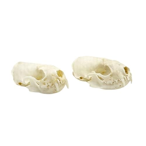 Wugakio Taxidermy Real Animals Myocastor Mink Skulls, Real Bones Specimen, Taxidermy Supplies for Science Education