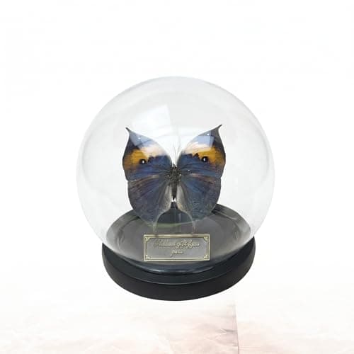 Wugakio Glass Taxidermy Butterfly Specimen Shadow Box, Butterfly Gifts for Women Girls with Glass Cover, Butterfly Decor for Bedroom Office Living Room Desk (Kallima inachus) - Image 1