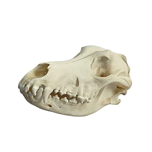 Wugakio Taxidermy Real Animals Myocastor Dog Skulls, Real Bones Specimen, Taxidermy Supplies for Science Education - Image 1