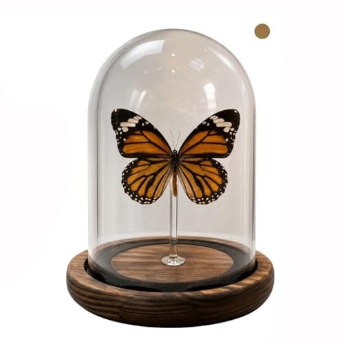 Wugakio Glass Taxidermy Butterfly Specimen Shadow Box, Butterfly Gifts for Women Girls with Glass Cover, Butterfly Decor for Bedroom Office Living Room Desk (Danaus genutia)