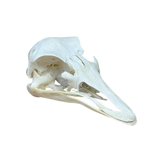 Wugakio 1pc Authentic Ostrich Head Bone, Real Animal Skull Specimen for Scientific Research and Artistic Decoration - Image 1