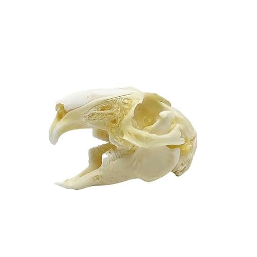 Wugakio Taxidermy Real Animals Myocastor Rabbit Skulls, Real Bones Specimen, Taxidermy Supplies for Science Education - Image 1