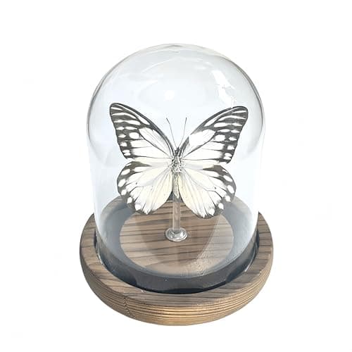 Wugakio Glass Taxidermy Butterfly Specimen Shadow Box, Butterfly Gifts for Women Girls with Glass Cover, Butterfly Decor for Bedroom Office Living Room Desk (Prioneris thestylis) - Image 1