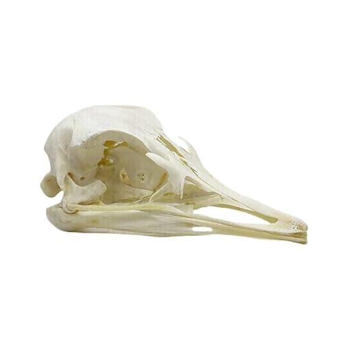 Wugakio Taxidermy Real Animals Myocastor Ostrich Skulls, Real Bones Specimen, Taxidermy Supplies for Science Education - Image 1