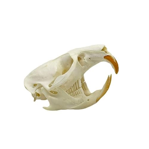 Wugakio Taxidermy Real Animals Myocastor Musk Mouse Skulls, Real Bones Specimen, Taxidermy Supplies for Science Education - Image 1