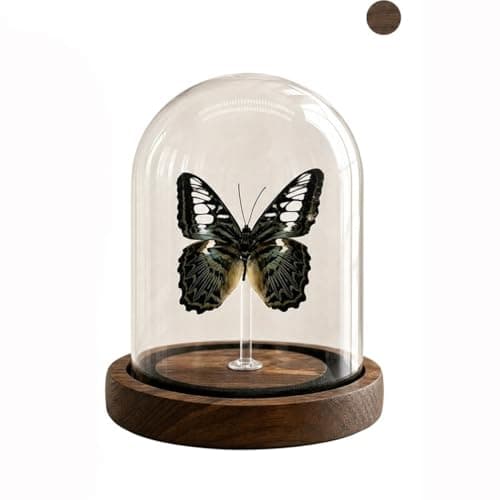 Wugakio Glass Taxidermy Butterfly Specimen Shadow Box, Butterfly Gifts for Women Girls with Glass Cover, Butterfly Decor for Bedroom Office Living Room Desk (Parthenos syvia)