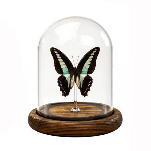 Wugakio Glass Taxidermy Butterfly Specimen Shadow Box, Butterfly Gifts for Women Girls with Glass Cover, Butterfly Decor for Bedroom Office Living Room Desk (Graphium sarpedon)