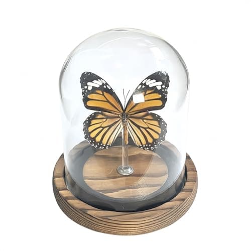 Wugakio Glass Taxidermy Butterfly Specimen Shadow Box, Butterfly Gifts for Women Girls with Glass Cover, Butterfly Decor for Bedroom Office Living Room Desk (Danaus genutia) - Image 1
