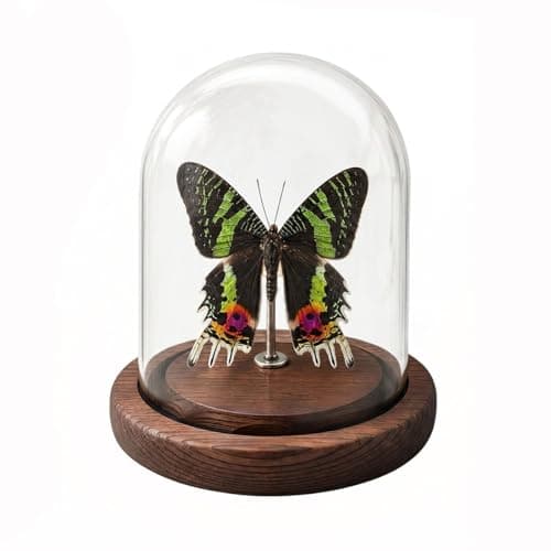 Wugakio Glass Taxidermy Butterfly Specimen Shadow Box, Butterfly Gifts for Women Girls with Glass Cover, Butterfly Decor for Bedroom Office Living Room Desk (Chrysiridia rhipheus) - Image 1