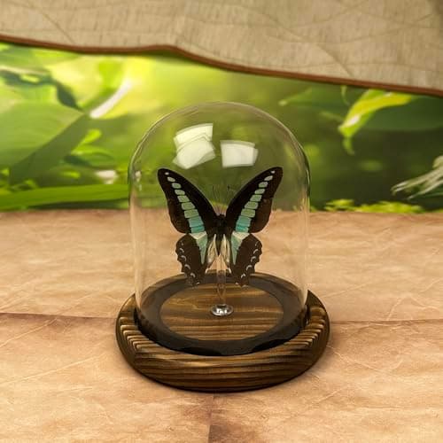 Wugakio Glass Taxidermy Butterfly Specimen Shadow Box, Butterfly Gifts for Women Girls with Glass Cover, Butterfly Decor for Bedroom Office Living Room Desk (Graphium sarpedon) - Image 1