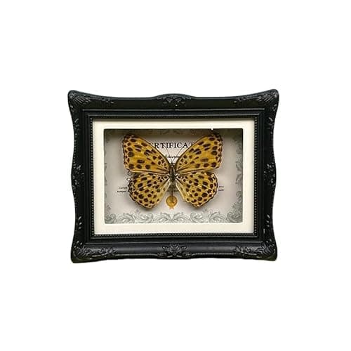 1Pcs Real Butterfly Framed Handmade, Taxidermy Butterfly Shadow Box Collection, Framed Butterfly Taxidermy for Oddities and Curiosities Gifts Tabletop Ornaments (#04-butterfly Specimen+photo Frame) - Image 1