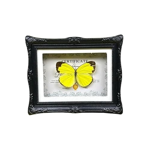 1Pcs Real Butterfly Framed Handmade, Taxidermy Butterfly Shadow Box Collection, Framed Butterfly Taxidermy for Oddities and Curiosities Gifts Tabletop Ornaments (#10-butterfly Specimen+photo Frame) - Image 1
