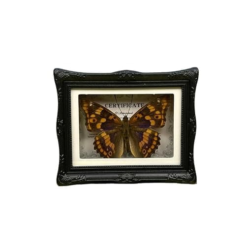 1Pcs Real Butterfly Framed Handmade, Taxidermy Butterfly Shadow Box Collection, Framed Butterfly Taxidermy for Oddities and Curiosities Gifts Tabletop Ornaments (#14-butterfly Specimen+photo Frame)