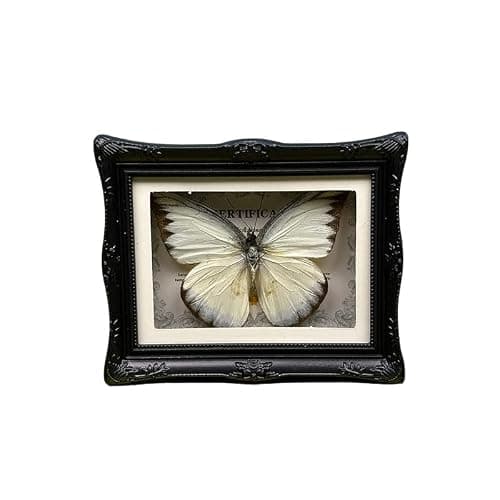 1Pcs Real Butterfly Framed Handmade, Taxidermy Butterfly Shadow Box Collection, Framed Butterfly Taxidermy for Oddities and Curiosities Gifts Tabletop Ornaments (#16-butterfly Specimen+photo Frame) - Image 1