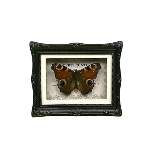 1Pcs Real Butterfly Framed Handmade, Taxidermy Butterfly Shadow Box Collection, Framed Butterfly Taxidermy for Oddities and Curiosities Gifts Tabletop Ornaments (#06-butterfly Specimen+photo Frame) - Image 1
