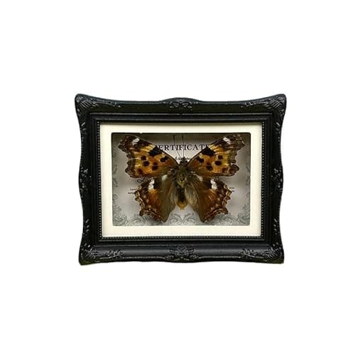 1Pcs Real Butterfly Framed Handmade, Taxidermy Butterfly Shadow Box Collection, Framed Butterfly Taxidermy for Oddities and Curiosities Gifts Tabletop Ornaments (#11-butterfly Specimen+photo Frame) - Image 1