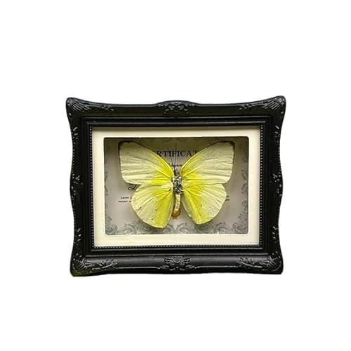 1Pcs Real Butterfly Framed Handmade, Taxidermy Butterfly Shadow Box Collection, Framed Butterfly Taxidermy for Oddities and Curiosities Gifts Tabletop Ornaments (#15-butterfly Specimen+photo Frame) - Image 1