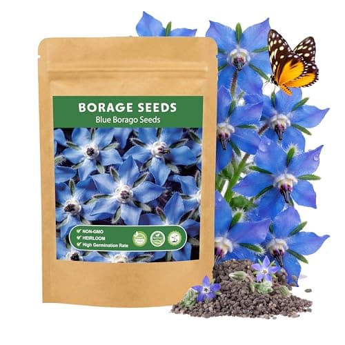 LUOJIBIE Borage Seeds, 2,000+ Blue Borage Seeds for Planting Outdoor & Indoor, Flower Seeds Bulk for Garden, Non-GMO & Heirloom, Easy to Grow - Image 1
