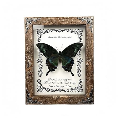 Wugakio Real Butterfly Framed - Hanging wood grain photo frame, Taxidermy Animals for Oddities and Curiosities Gifts (papilio maackii - Wood Grain Photo Frame) - Image 1