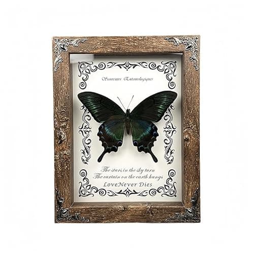 Wugakio Real Butterfly Framed - Hanging wood grain photo frame, Taxidermy Animals for Oddities and Curiosities Gifts (papilio maackii - Wood Grain Photo Frame) - Image 1