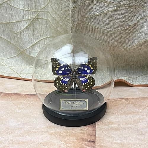 Wugakio Glass Taxidermy Butterfly Specimen Shadow Box, Butterfly Gifts for Women Girls with Glass Cover, Butterfly Decor for Bedroom Office Living Room Desk (Sasakia charonda formosana) - Image 1