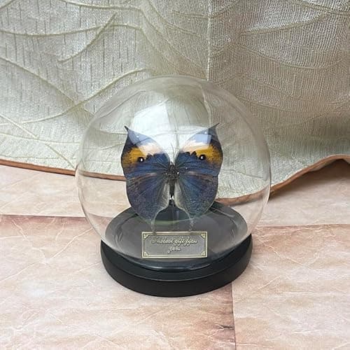Wugakio Glass Taxidermy Butterfly Specimen Shadow Box, Butterfly Gifts for Women Girls with Glass Cover, Butterfly Decor for Bedroom Office Living Room Desk (Kallima inachus) - Image 1