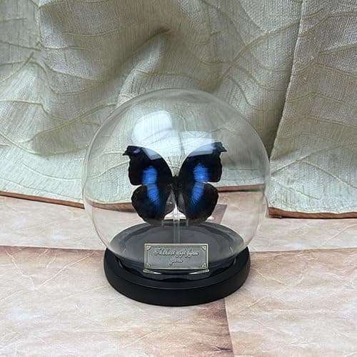 Wugakio Glass Taxidermy Butterfly Specimen Shadow Box, Butterfly Gifts for Women Girls with Glass Cover, Butterfly Decor for Bedroom Office Living Room Desk (Napeocles jucunda) - Image 1